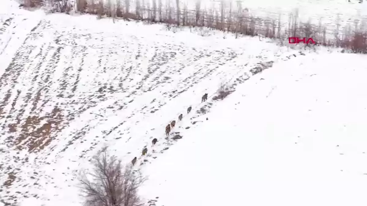 Erzincan’da Dronla Görüntülenen Yaban Domuzu Sürüsü