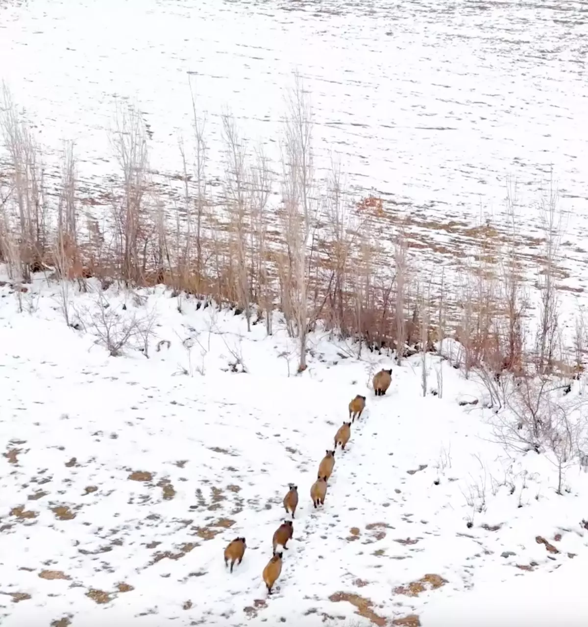 Erzincan’da Yaban Domuzu Sürüsü Dron Kamerasıyla Görüntülendi